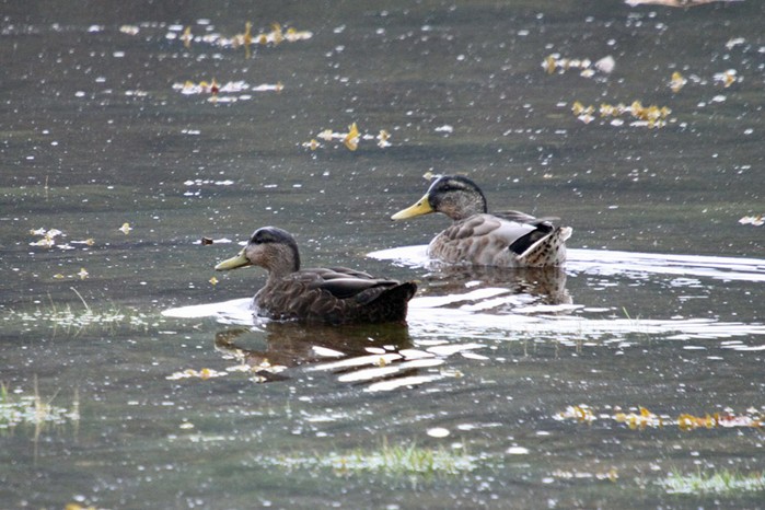 Black Duck