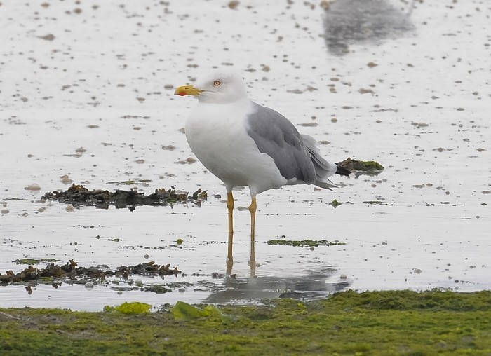 Yellow-legged Gull