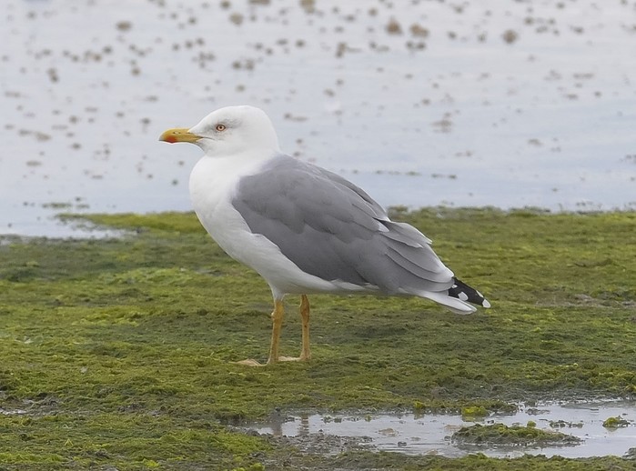 Yellow-legged Gull