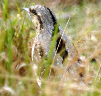 Wryneck