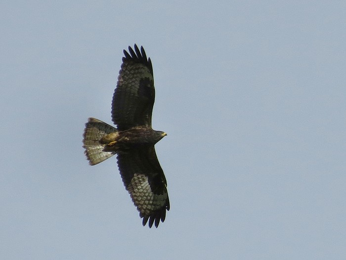 Honey Buzzard