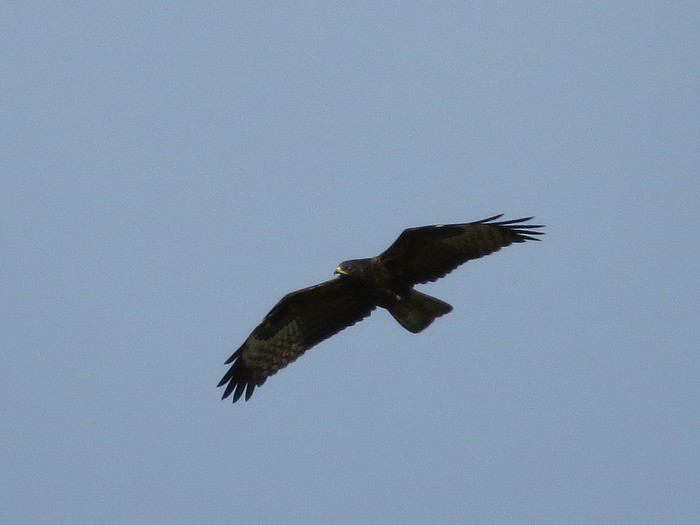 Honey Buzzard