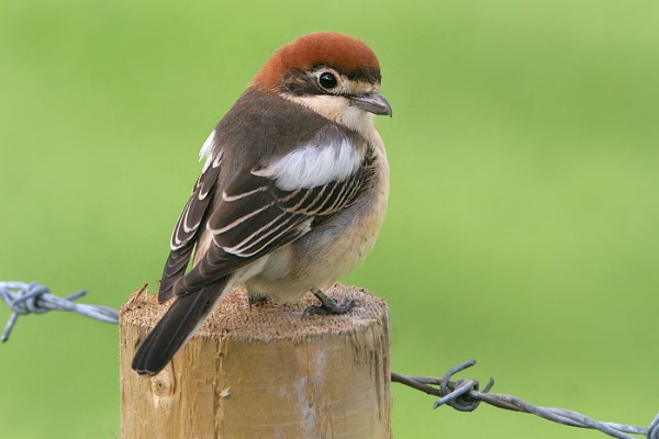 Woodchat Shrike