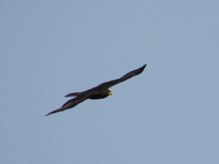 Honey Buzzard