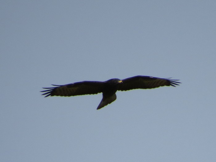 Honey Buzzard