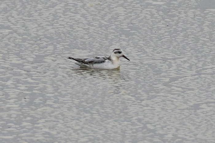 Grey Phalarope