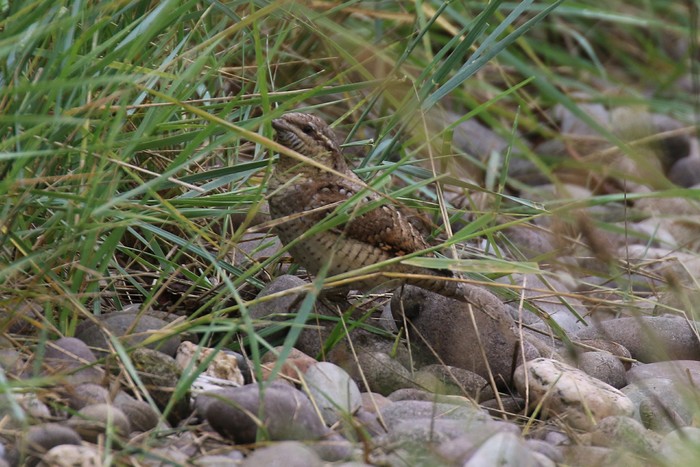Wryneck