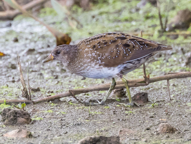 Spotted Crake