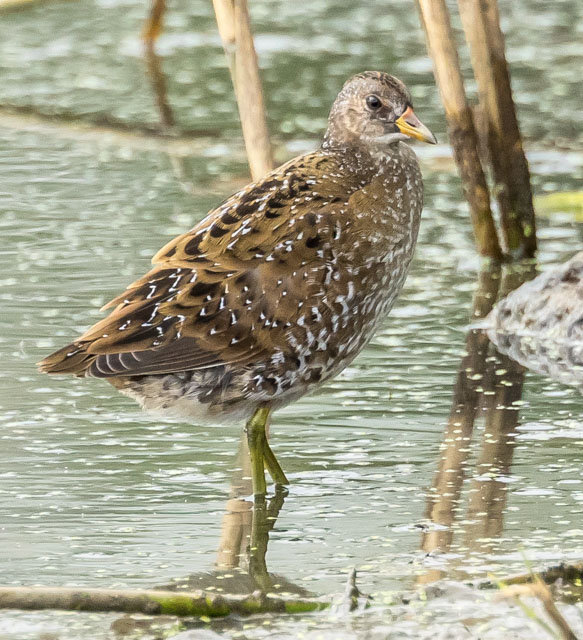 Spotted Crake