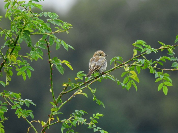 Woodchat Shrike