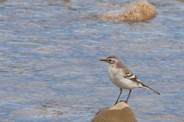 Citrine Wagtail
