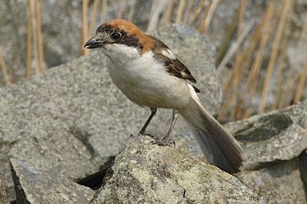 Woodchat Shrike
