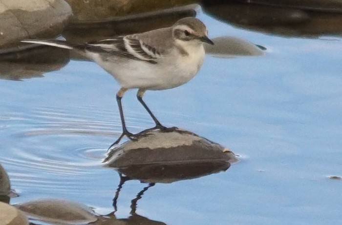 Citrine Wagtail