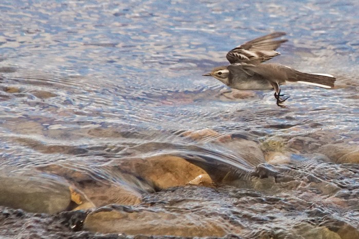 Citrine Wagtail