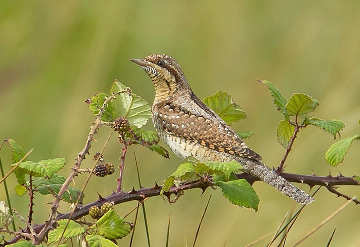 Wryneck
