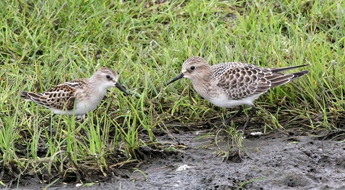 Baird's Sandpiper