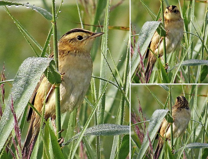 Aquatic Warbler