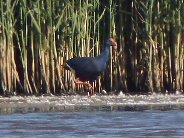 Western Purple Swamphen