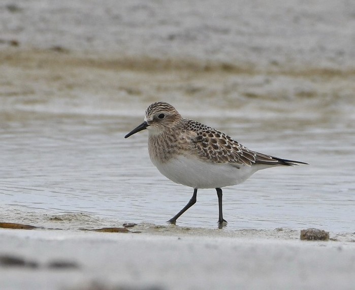 Baird's Sandpiper