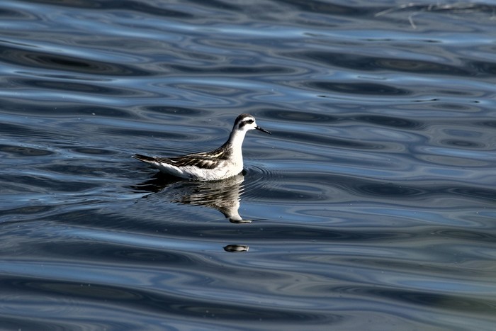 Red-necked Phalarope