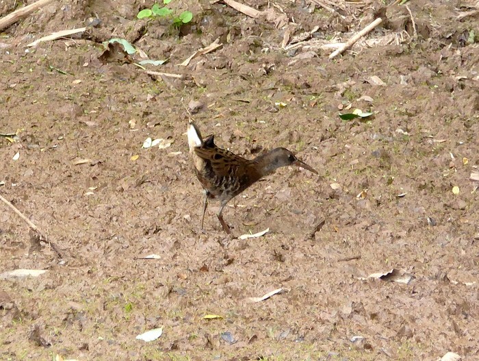 Water Rail
