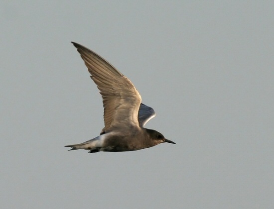 Black Tern