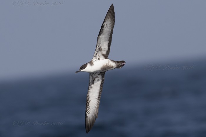 Great Shearwater