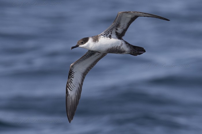 Great Shearwater