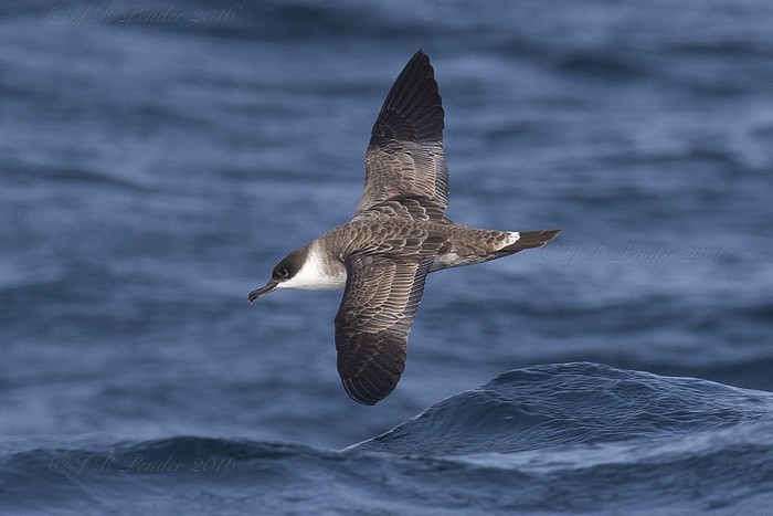 Great Shearwater