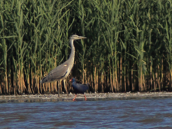 Western Purple Swamphen