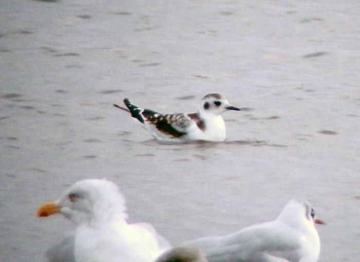 Little Gull