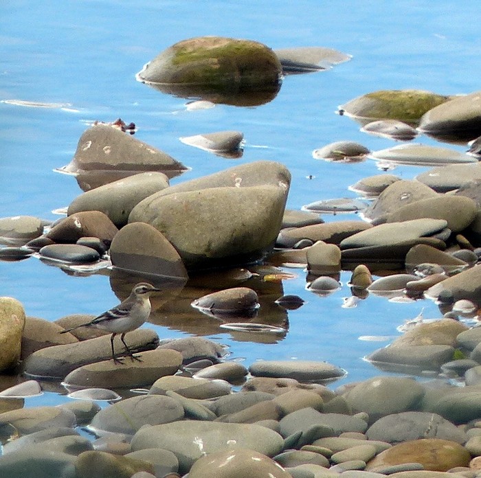 Citrine Wagtail