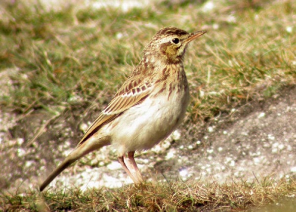 Tawny Pipit