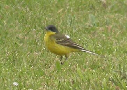 Grey-headed Wagtail