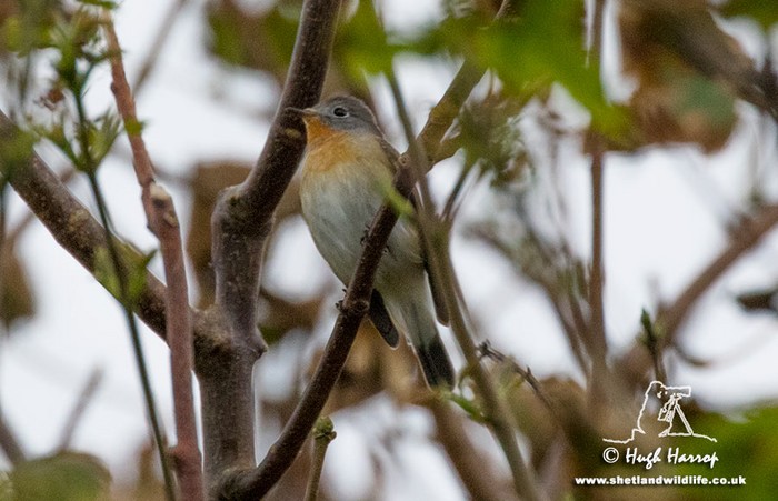 Red-breasted Flycatcher
