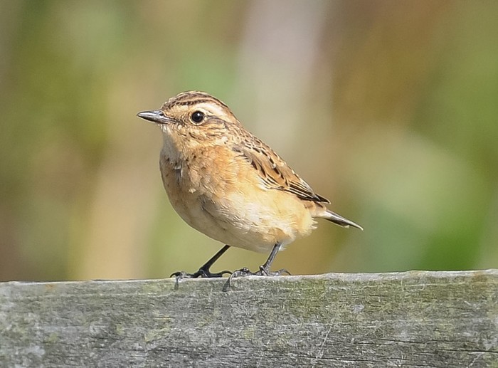 Whinchat