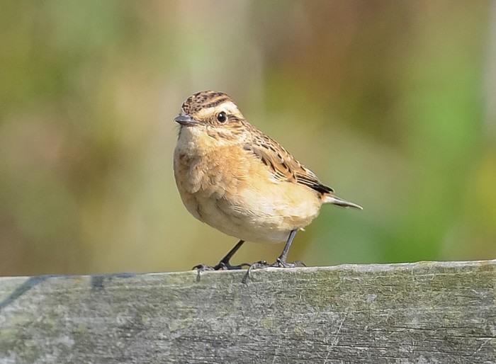 Whinchat