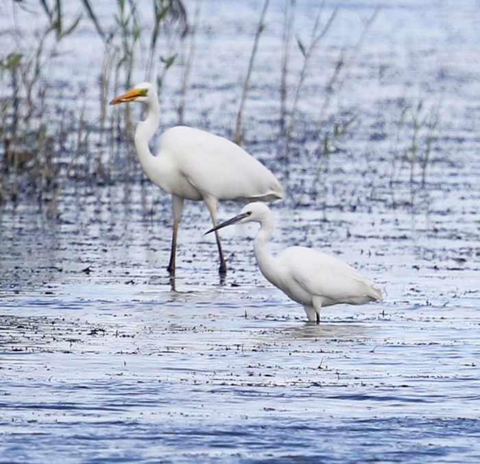 Great White Egret