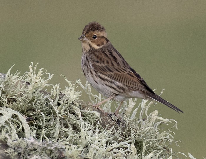 Little Bunting