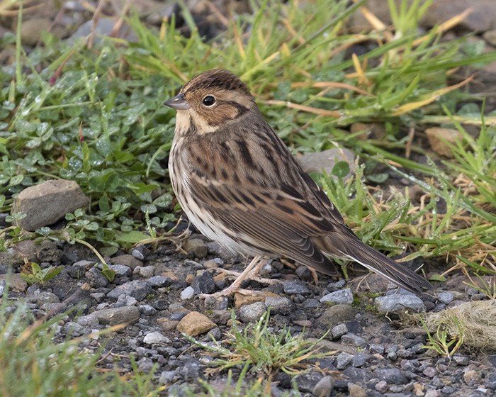 Little Bunting