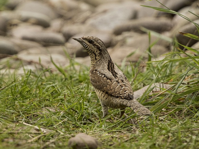 Wryneck