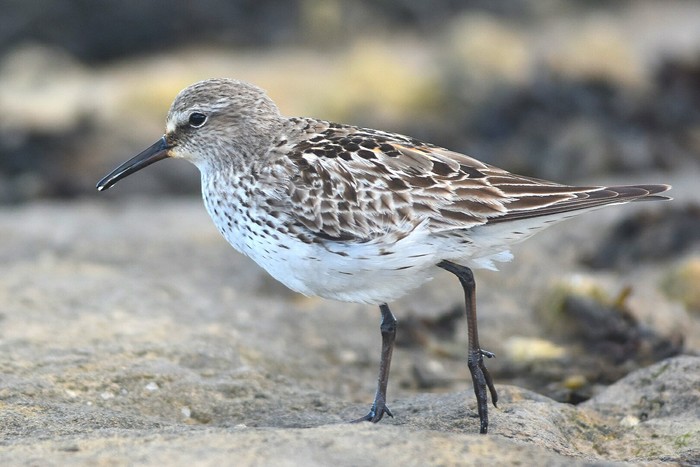 White-rumped Sandpiper