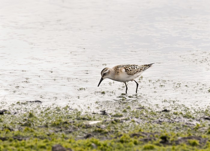 Little Stint