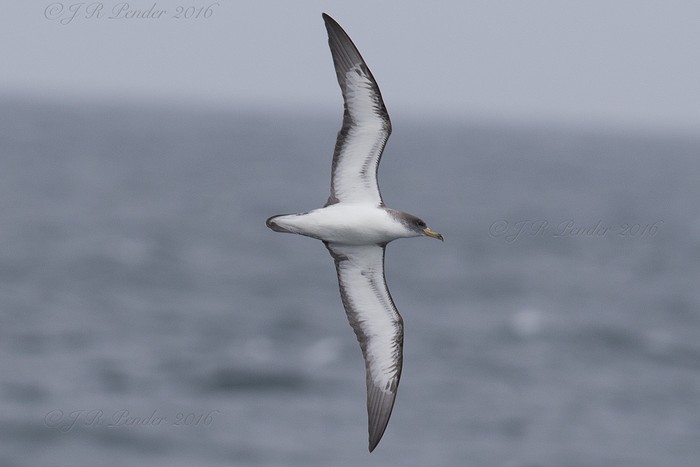 Cory's Shearwater