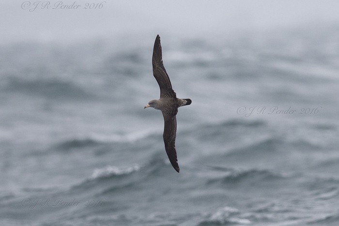 Cory's Shearwater