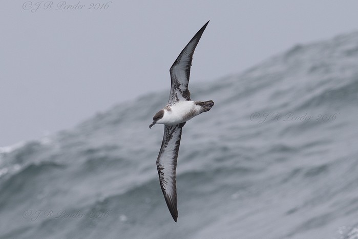 Great Shearwater