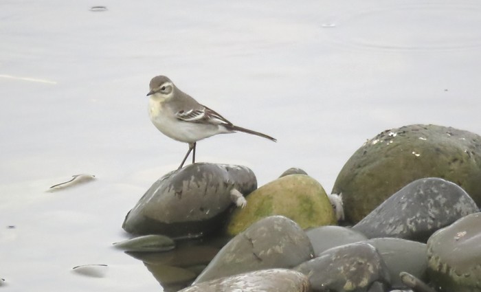 Citrine Wagtail