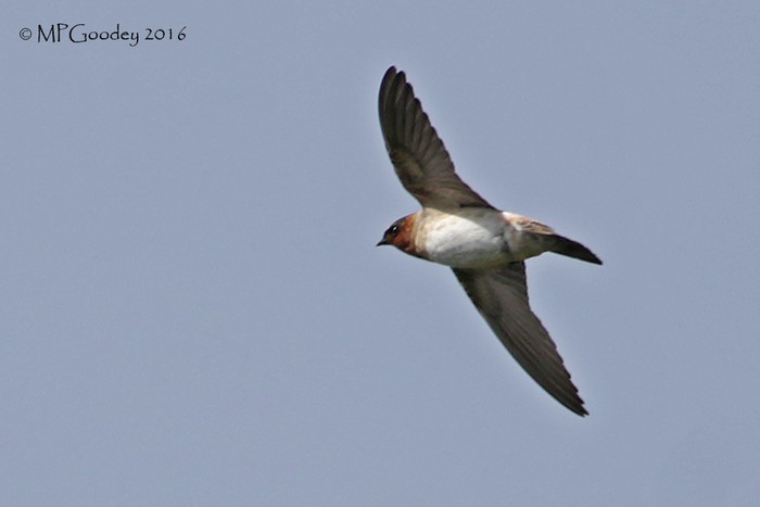 Cliff Swallow