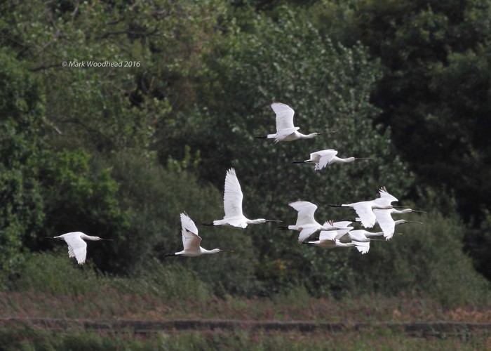 Spoonbill