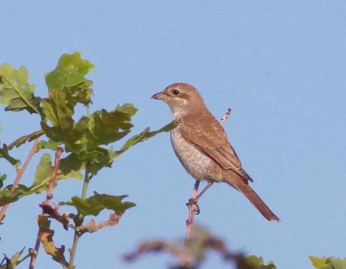 Red-backed Shrike